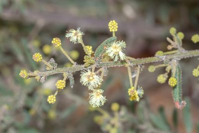Acacia aspera, photographed by Andrew Allen