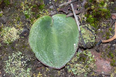 Pyrorchis nigricans, photographed by Andrew Allen