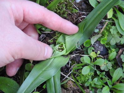 Colchicum longipes, photographed by Matthew Fainman