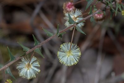 Acacia gunnii, photographed by Andrew Allen