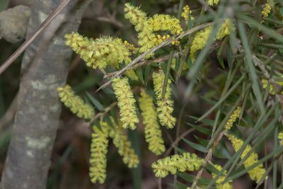 Acacia oxycedrus, photographed by Andrew Allen