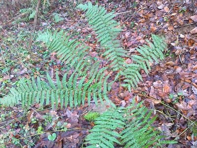 Dryopteris borreri, photographed by Erwin Gruber