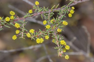 Acacia aculeatissima, photographed by Andrew Allen