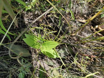 Polygonatum humile, photographed by Valentin Kosterin