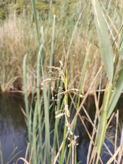 Schoenoplectus triqueter, photographed by Ljaž