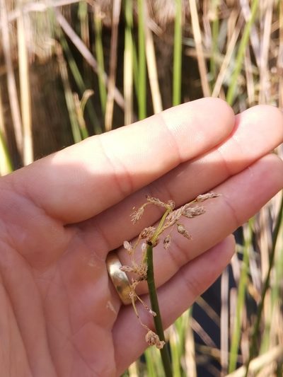 Schoenoplectus triqueter, photographed by Ljaž