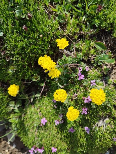 Alyssum repens, photographed by xulescu_g