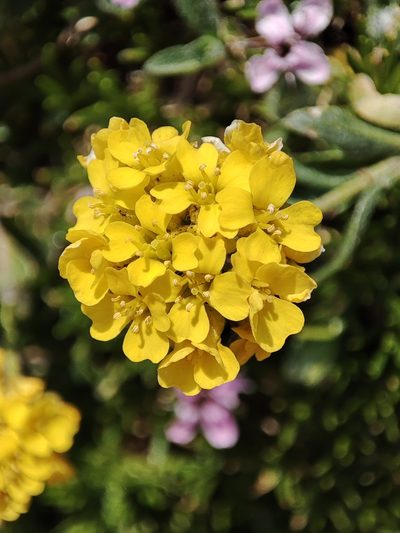 Alyssum repens, photographed by xulescu_g