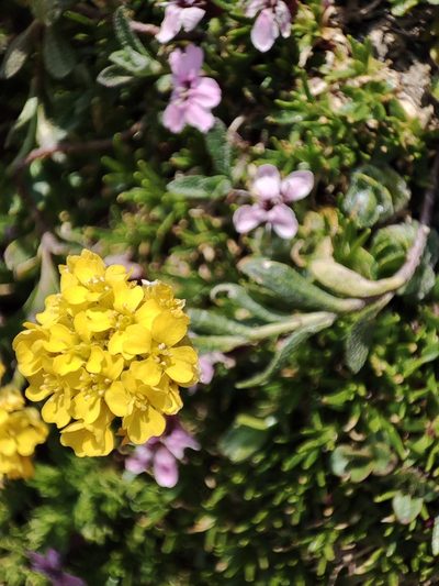 Alyssum repens, photographed by xulescu_g