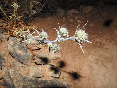 Eryngium dilatatum, photographed by Duarte Frade