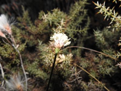 Cephalaria leucantha, photographed by Duarte Frade