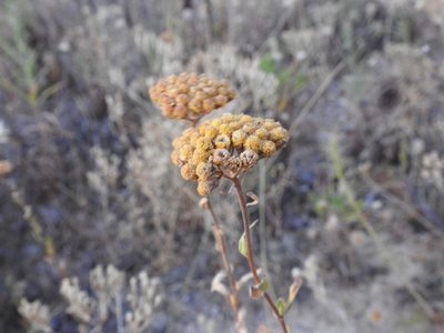 Achillea ageratum, photographed by Duarte Frade
