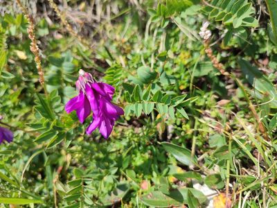 Hedysarum hedysaroides, photographed by xulescu_g