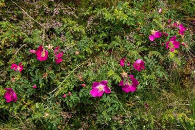 Rosa pendulina, photographed by Thibaud Aronson