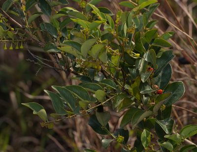 Breynia fruticosa, photographed by portioid