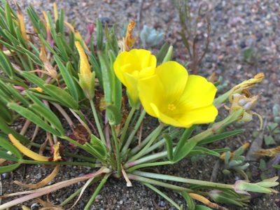Oxalis namaquana, photographed by Caroline Voget