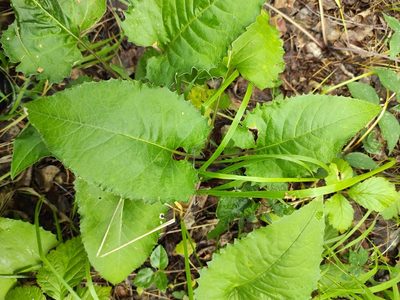 Saussurea controversa, photographed by iljar