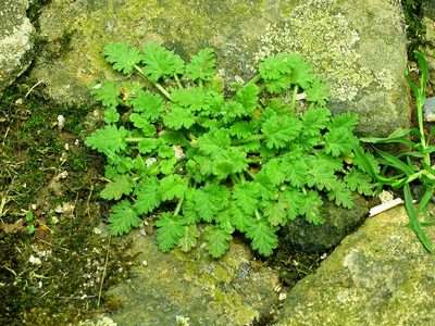 Erodium maritimum, photographed by José Luis Camaño