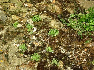 Erodium maritimum, photographed by José Luis Camaño
