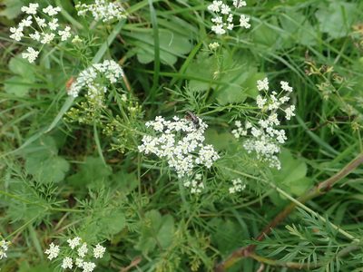 Chaerophyllum bulbosum, photographed by Dr. Guido Bohne