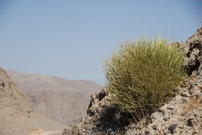 Euphorbia larica, photographed by Philipp