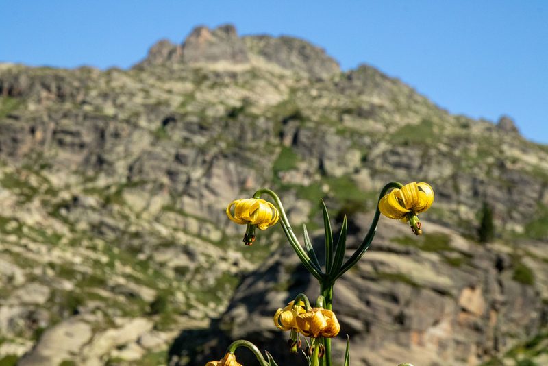 Lilium pyrenaicum, photographed by Thibaud Aronson