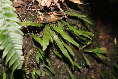 Loxogramme dictyopteris, photographed by Joe Dillon