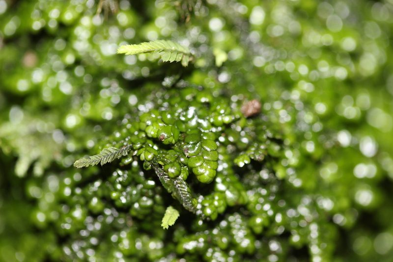 Radula marginata, photographed by Joe Dillon