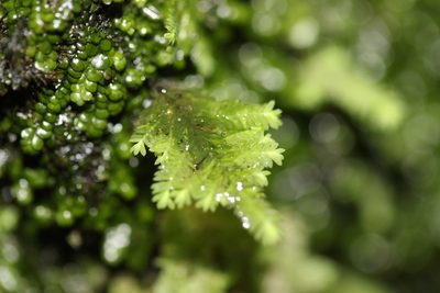 Lopidium concinnum, photographed by Joe Dillon