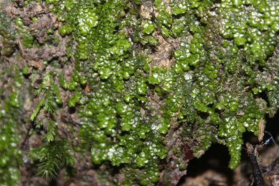 Radula marginata, photographed by Joe Dillon