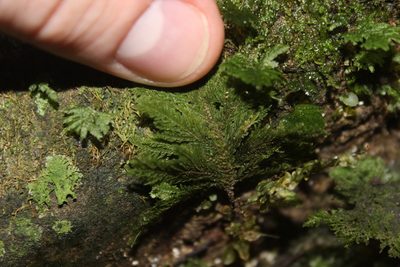 Dendrohypopterygium filiculiforme, photographed by Joe Dillon