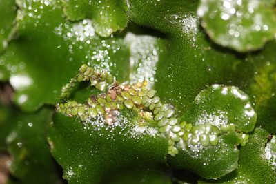 Radula marginata, photographed by Joe Dillon
