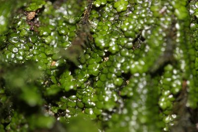 Radula marginata, photographed by Joe Dillon