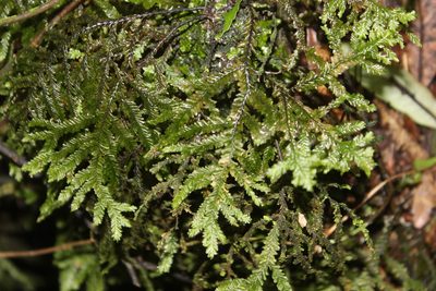 Plagiochila stephensoniana, photographed by Joe Dillon
