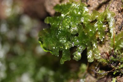 Polyphlebium venosum, photographed by Joe Dillon