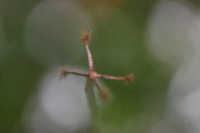 Lobatiriccardia alterniloba, photographed by Joe Dillon