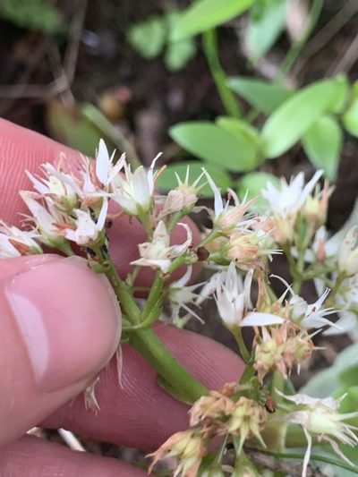 Crassula lactea, photographed by Matthew Fainman
