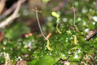 Lobatiriccardia alterniloba, photographed by Joe Dillon