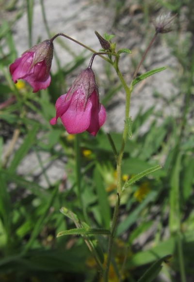 Hermannia kirkii, photographed by Robert Taylor