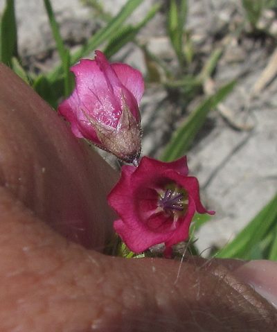 Hermannia kirkii, photographed by Robert Taylor