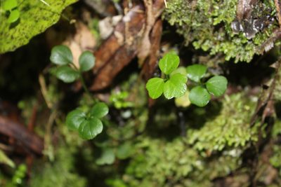 Azorella hookeri, photographed by Joe Dillon