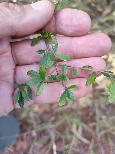 Acalypha capillipes, photographed by Tony van Kampen