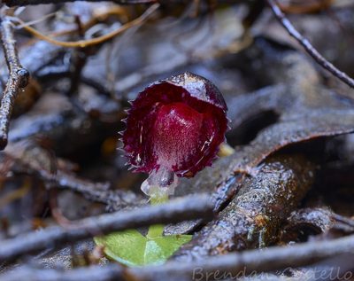 Corybas diemenicus, photographed by Brendan Costello