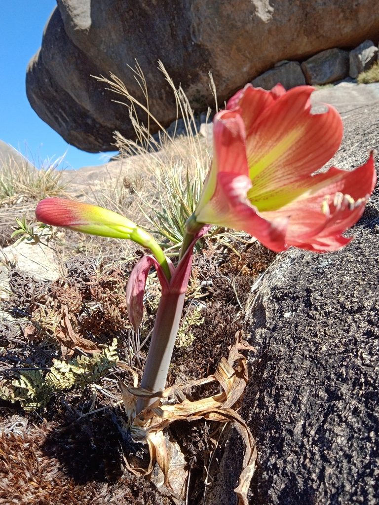 Hippeastrum morelianum, photographed by Otto Heringer