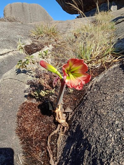 Hippeastrum morelianum, photographed by Otto Heringer