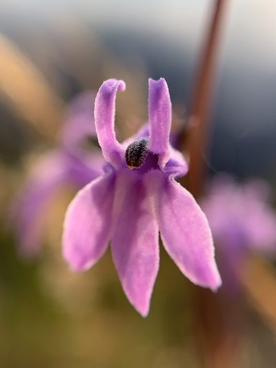 Lobelia urens, photographed by Ludivine Lamare