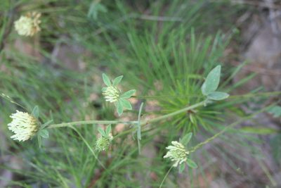 Trifolium ochroleucon, photographed by Edmundas Greimas