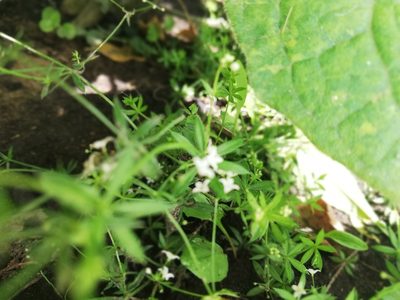 Galium uliginosum, photographed by Татьяна Максимова