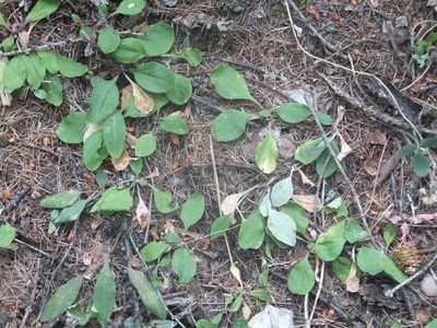 Antennaria racemosa, photographed by dougbrown