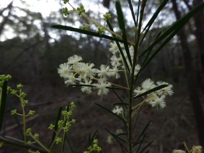 Acacia linifolia, photographed by Gary Williams
